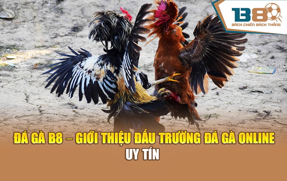 Đá gà B8 - Giới thiệu đấu trường đá gà online uy tín 