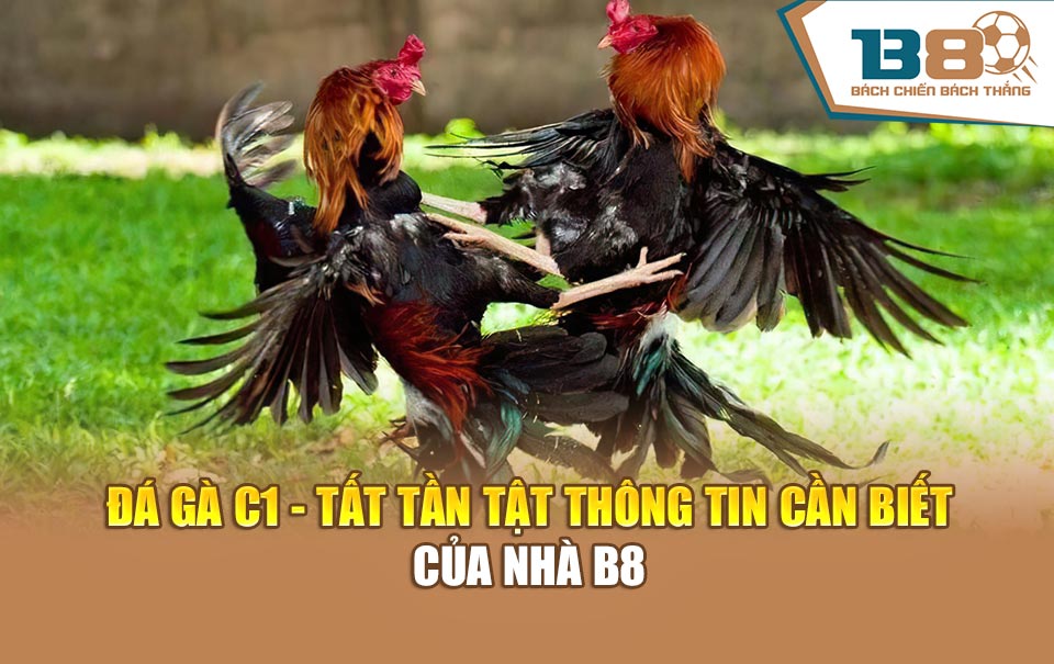 Đá Gà C1 - Tất Tần Tật Thông Tin Cần Biết Của Nhà B8