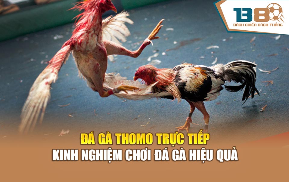 Đá Gà Thomo Trực Tiếp – Kinh Nghiệm Chơi Đá Gà Hiệu Quả