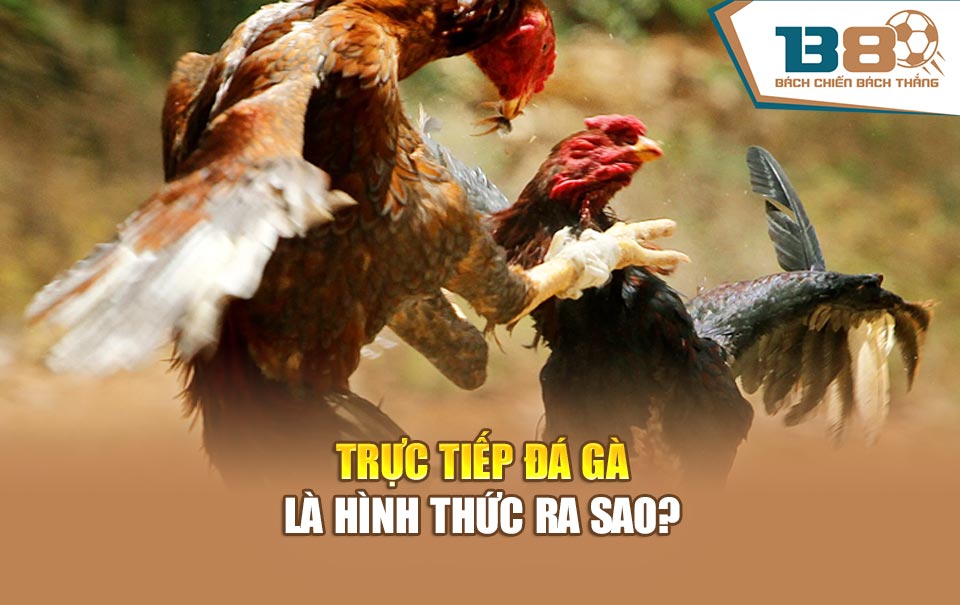 Trực tiếp đá gà là hình thức ra sao?